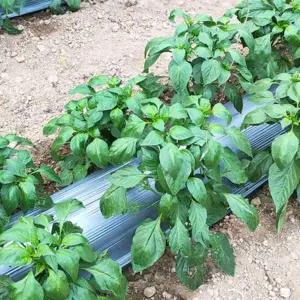 멀칭비닐 텃밭 유공 농사용 마늘 고추 농업 고구마