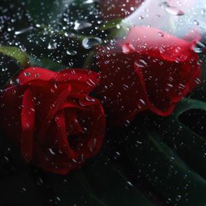 1/2pcs 투명 셀로판 PVC 필름 포장 롤 선물 꽃 꽃다발 바구니 예술 장식 용품 DIY 공예