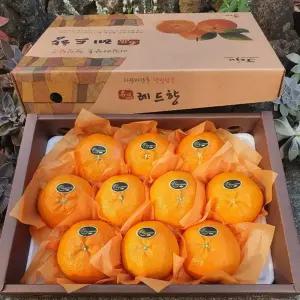 담은농가 제주 고당도 산지직송 레드향 3kg (선물용 + 부직포가방포함)