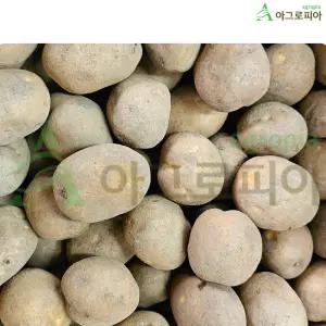 강원도 두백 수미 씨감자 4kg 10kg 구근 종패 감자 씨 씨앗 종자