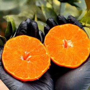 [1키로서비스] 제주 당도집중 엄선 레드향 특대과 8kg+1kg 30과 내외