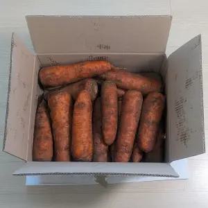 못난이 쥬스용 구좌 당근 5kg 10kg