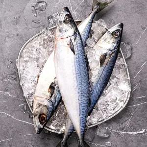 국내산 손질 자반고등어 10미 총 2.3kg 내외