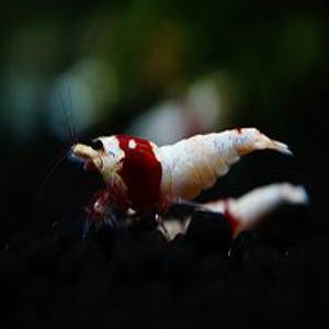 CRS 레드비 SSS급 1마리 (씨알이 비쉬림프 관상용새우 열대어)