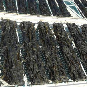 산모용 기장미역 1kg 대용량 (2025년산)