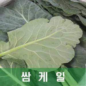야채맘 케일 쌈케일 2kg 1박스