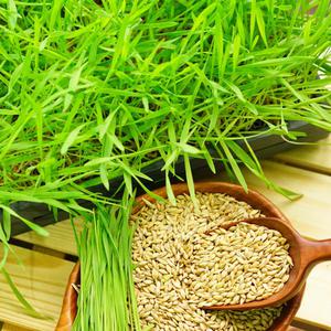 [장수양행] 겉보리 1kg 새싹보리 재배 엿기름 보리 2525년