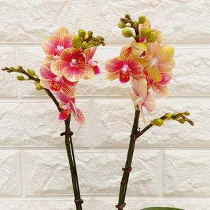 호접란 금나비23