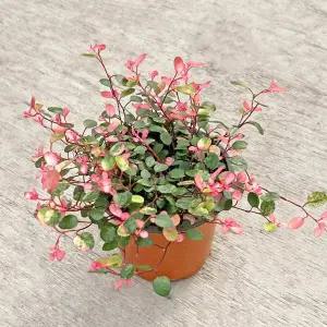 마이플랜트 핑크브리즈 소형 핑크트리안 인테리어 실내공기정화 반려식물