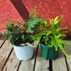 이삭 고사리과 후마타 다발리아 에버젬 마이이 1+1  -  기르기쉬운 양지 반음지식물