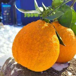 포미식탁 제주 못난이 댕 유자 4kg 사이즈랜덤