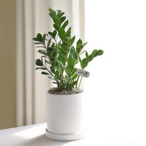 금전수 돈나무 개업화분 집들이 승진 이사 축하선물