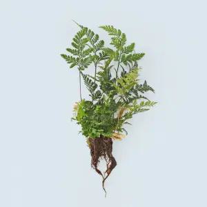 후마타 고사리 세척 모종 소형 수경재배 식물 키우기쉬운 인테리어 실내공기정화 식물