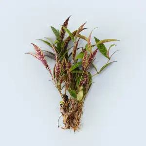 골드세피아 세척 모종 소형 수경재배 식물 키우기쉬운 인테리어 실내공기정화 식물