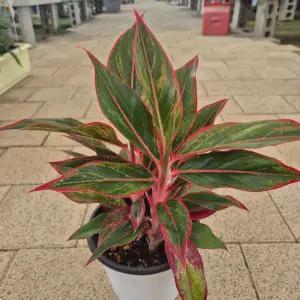 아글레오마 시암오로라 실내음지식물 공기정화 식물