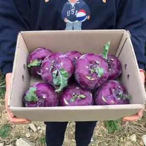 콜라비 제주 보라색무 못난이 5kg