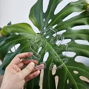 투명 몬스테라 지지대 (WFJ5QI4)