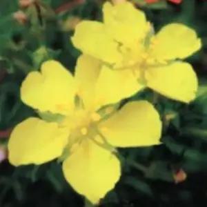 딱지꽃씨앗 야생화 꽃씨 딱지꽃야생화 정원용꽃씨 (WFJ7CUS)