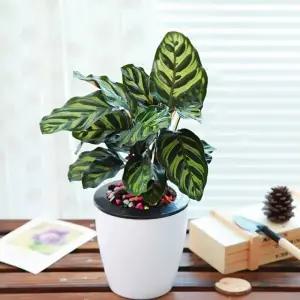 고품질 그린러브 자동급수 화분 저면관수 원형 화이트 화분 (WFKDTMA)