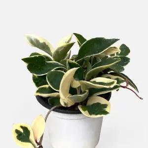 호야 중형 관엽식물 실내공기정화 인테리어 행잉 덩쿨 식물 모종