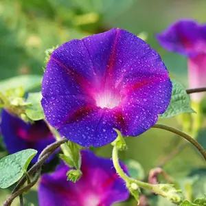 [셀러에이드]원예 꽃씨 꽃씨앗 야생화 씨앗판매 종자 나팔꽃 150립