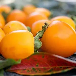 [흙이음] 달콤한 고당도 대봉감 5kg + 5kg 대과