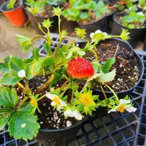 [하라네]킹스베리 딸기 모종 화분 딸기키우기 2개