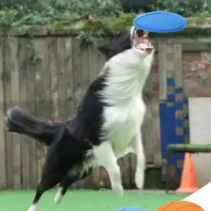 강아지 소프트 원반 색상랜덤 22cm 1P 고무 프리스비 WFG6D4O