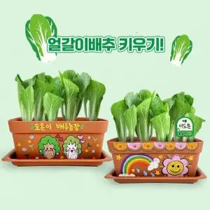 초등 봄주제 관찰수업 식물키우기 배양토 얼갈이배추 화분세트 창체 학급활동 늘봄교실