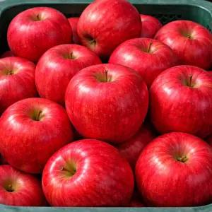 거창 꿀과즙 햇 부사 사과 5KG 대과
