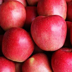 5KG+5KG 청송 벌꿀당도 햇 부사 사과 10KG 특대과