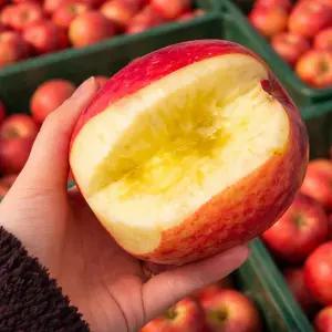 5키로+5키로 청송 벌꿀당도 부사 금 사과 10키로 대과