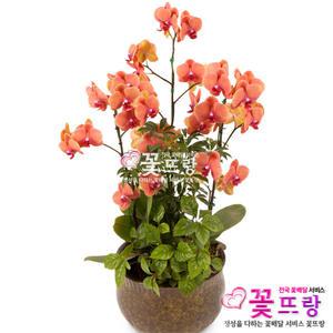 살구향 서양란 승진/취임/영전/개업선물/전국꽃배달