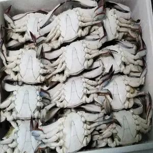 연평꽃게 10kg 숫꽃게(대)