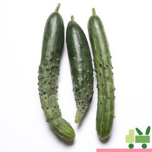 취청오이 (청오이) 4Kg (보통)
