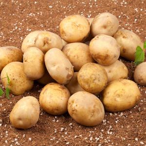 강원도 씨감자 수미 두백 감자 씨앗 종자 4kg 10kg 20kg 선택