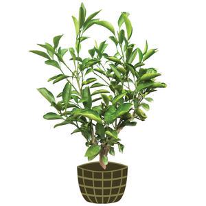 3년생 청견오렌지 묘목 제주도직발송 열매가 주렁주렁