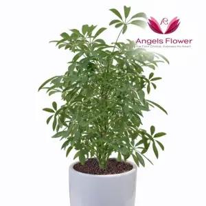 [엔젤스플라워] 홍콩야자 중형 관엽식물 공기정화 전국 꽃배달서비스