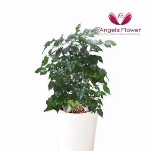 [엔젤스플라워] 행복나무 중형 관엽식물 공기정화 전국 꽃배달서비스