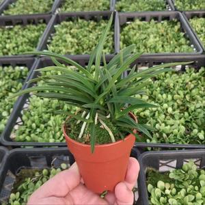 소엽 풍란 풍난 중품 난초 동양난 키우기 風蘭