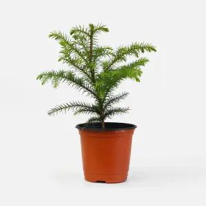 아라우카리아 소형 크리스마스 트리 인테리어 겨울 관엽식물