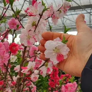 수양삼색도화 접목1년생특묘 묘목 수양 꽃복숭아 정원 조경나무 (목하원예조경)