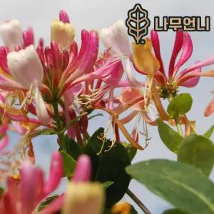 인동 인동덩굴 인동초 P9포트 벨지카 세로티나 나무언니