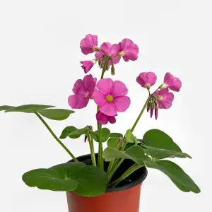 땅콩 사랑초 소형 모종