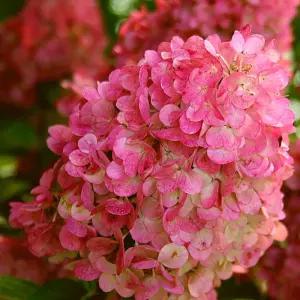 선데이프레이즈 목수국 묘목 4치장 포트 묘목 개화주 유럽수국 정원용 꽃나무 (목하원예조경)