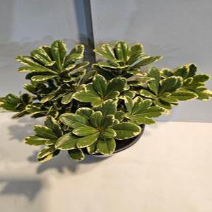 식물공장 칼라만리향 무늬만리향 중품 야생화 25-40cm 119