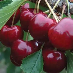 라핀 체리나무 왜성대목 크림슨 접목1년 특묘 자가수정 체리 수분수 겸용 묘목 노지월동 (목하원예조경)