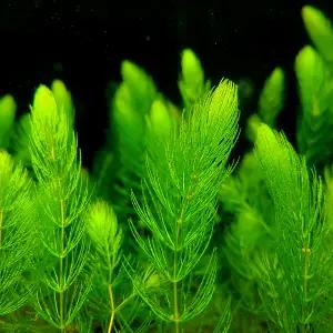 수초 초보 붕어마름 10줄기 부상 음성 어항 모스 유목 구피