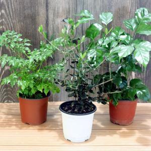 [JD]공기정화나무 정화식물세트-녹보수 올리브 해피트리 (나무류랜덤발송)