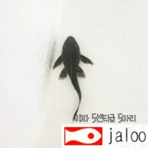 생먹이 자루 비파 5센티급 5마리 청소물고기 블랙비파 치어 유어 열대어 관상용 어항 수족관